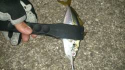 大阪南港のアジング　潮のヨレのあるポイント…