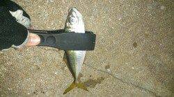 大阪南港のアジング　潮のヨレのあるポイントでヒット