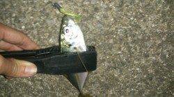 南港でアジング　リフト&フォールで気持ちよくアタリました