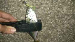 南港でアジング　リフト&フォールで…