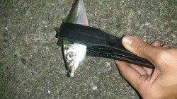 南港でアジング　リフト&フォールで気持ちよくアタリました