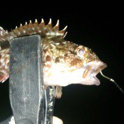 デカアジ狙いは潮が動かず苦戦・・・釣果はガシラでした