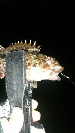 デカアジ狙いは潮が動かず苦戦・・・釣果はガシラでした