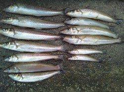 イイ当たりが連発！津居山で投げ釣り釣行