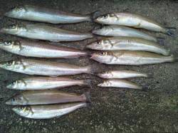 イイ当たりが連発！津居山で投げ釣り釣行