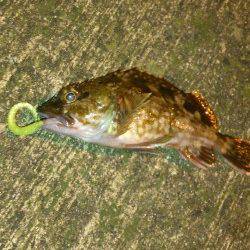 デカアジ狙いは潮が動かず苦戦・・・釣果はガシラでした