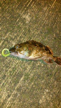 デカアジ狙いは潮が動かず苦戦・・・釣果はガシラでした