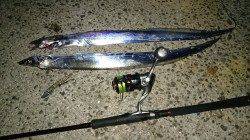 姫路ナイトワインド釣行、タチウオ2匹キャッチ