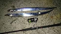 姫路ナイトワインド釣行、タチウオ2匹キャッ…