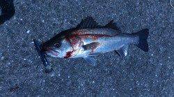 武庫川でシーバスが釣れました