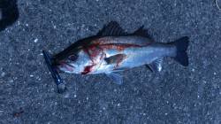 武庫川でシーバスが釣れました