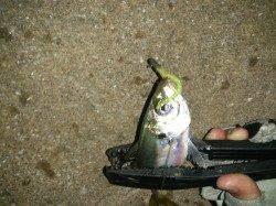 爆風とは裏腹にアジ大量、フォール中にアタリ連発！