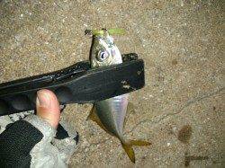 爆風とは裏腹にアジ大量、フォール中にアタリ連発！