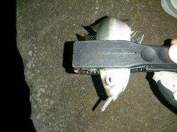 大阪南港でアジング、６箇所まわって取れたのは５匹