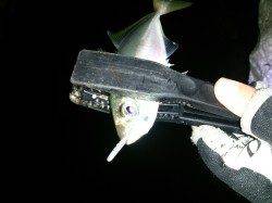 大阪南港でアジング、６箇所まわって取れたのは５匹