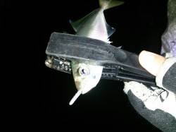 大阪南港でアジング、６箇所まわって取れたの…