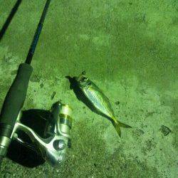 福良湾の漁港でのメバリング釣行