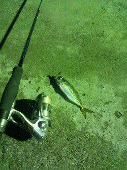 福良湾の漁港でのメバリング釣行