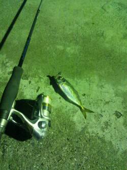 福良湾の漁港でのメバリング釣行