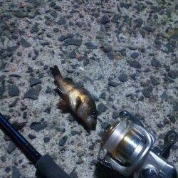 福良湾の漁港でのメバリング釣行