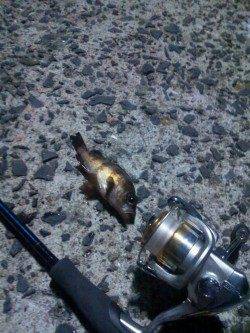 福良湾の漁港でのメバリング釣行