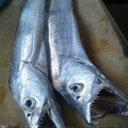 伊保港でワインド、上あごにガッチリフッキングしていました！