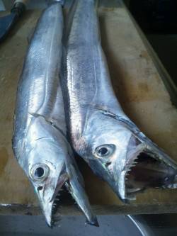 伊保港でワインド、上あごにガッチリフッキン…