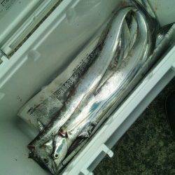 伊保港で朝まづめにタチウオ狙い、合計8匹GET！