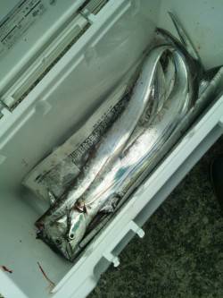 伊保港で朝まづめにタチウオ狙い、合計8匹G…