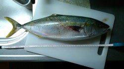 垂水漁港、 堤防から外海に向かってのルアー釣り