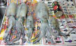 加太大波止のテトラでエギング　1時間で5ハイヽ(*´∀｀)ノ