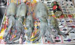 加太大波止のテトラでエギング　1時間で5ハ…