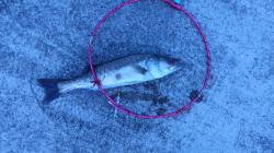 尼崎フェニックスで太刀魚狙い、掛かったのは…