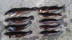 江井ヶ島、穴釣りでアイナメの釣果