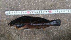 江井ヶ島、穴釣りでアイナメの釣果