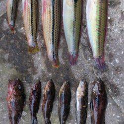 江井ヶ島　朝からの投げ釣りでキス狙いもベラ＆アイナメ