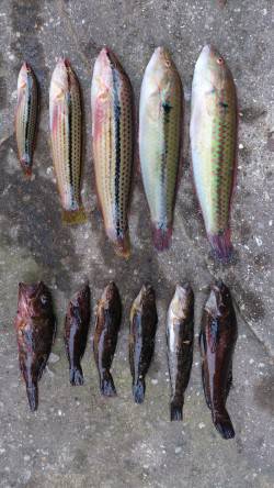 江井ヶ島　朝からの投げ釣りでキス狙いもベラ…