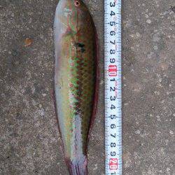 江井ヶ島　朝からの投げ釣りでキス狙いもベラ＆アイナメ