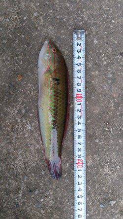 江井ヶ島　朝からの投げ釣りでキス狙いもベラ＆アイナメ