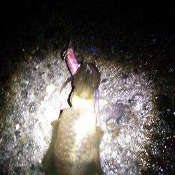 深日漁港でのエギング釣果　アオリ＆コウイカ