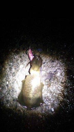 深日漁港でのエギング釣果　アオリ＆コウイカ