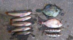 キス・ベラ・カワハギ・チャリコ・ハゼ　江井ヶ島の投げ釣り