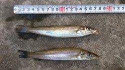 キス・ベラ・カワハギ・チャリコ・ハゼ　江井ヶ島の投げ釣り