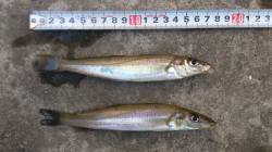 キス・ベラ・カワハギ・チャリコ・ハゼ　江井…