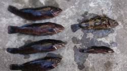 本荘人工島ブラクリでアイナメとタケノコメバ…