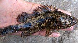 本荘人工島ブラクリでアイナメとタケノコメバル