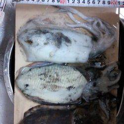 深日漁港でのエギング釣果　アオリ＆コウイカ