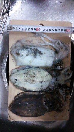 深日漁港でのエギング釣果　アオリ＆コウイカ