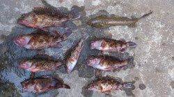 本荘人工島　テトラからの胴突きでガシラ　投げ釣りは不発…