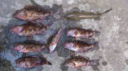 本荘人工島　テトラからの胴突きでガシラ　投…